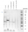 TPL | Transcription factor TOPLESS (rabbit antibody)
